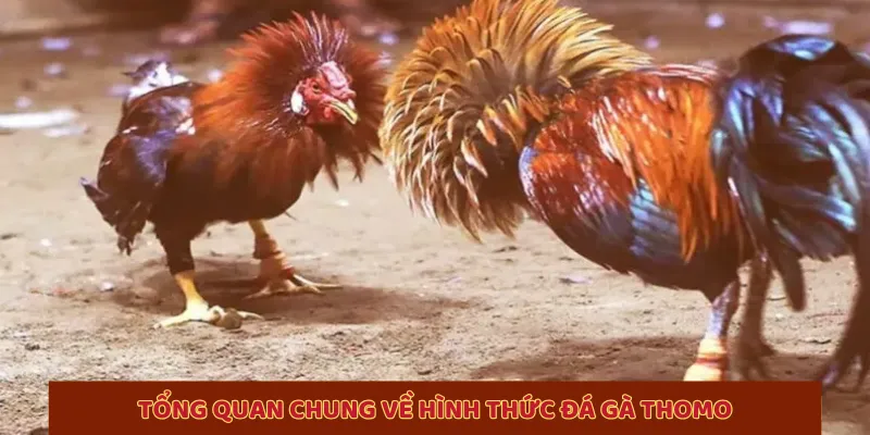 Tổng quan chung về hình thức đá gà Thomo 