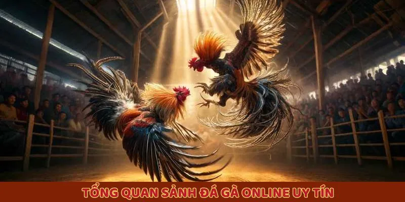 Tổng quan sảnh đá gà online uy tín